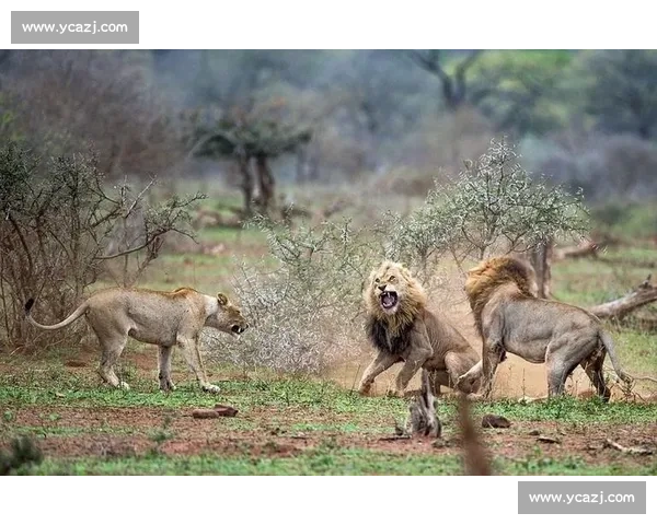南非雄狮碾压野蛮人队，友谊赛狂揽 35 分创纪录